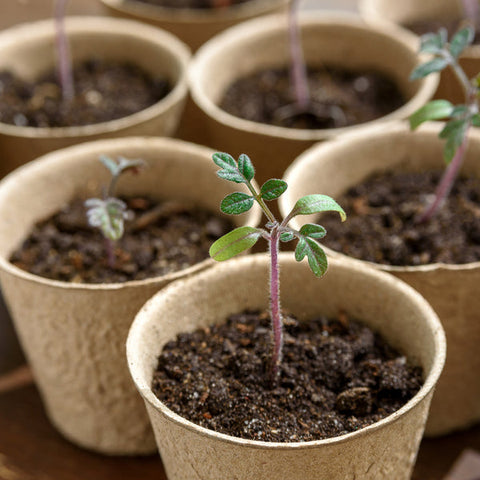 100 Pack Biodegradable Fibre Seedling Pots