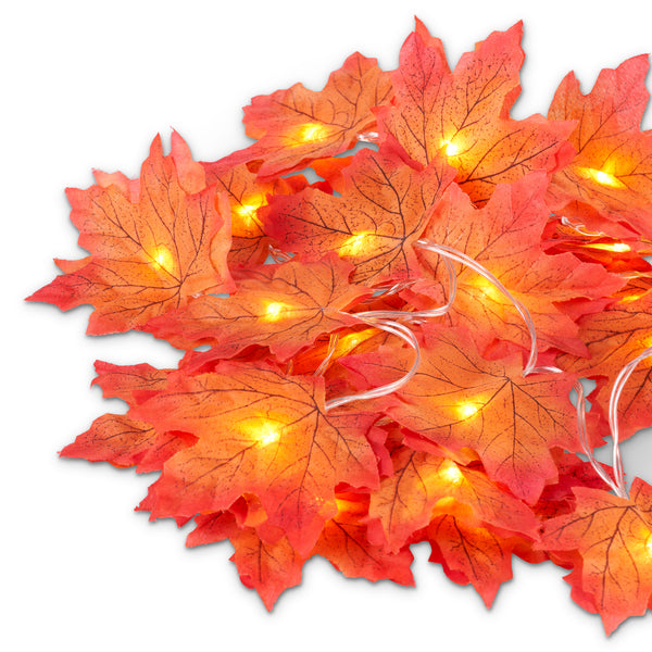 Maple Leaf Autumn Light