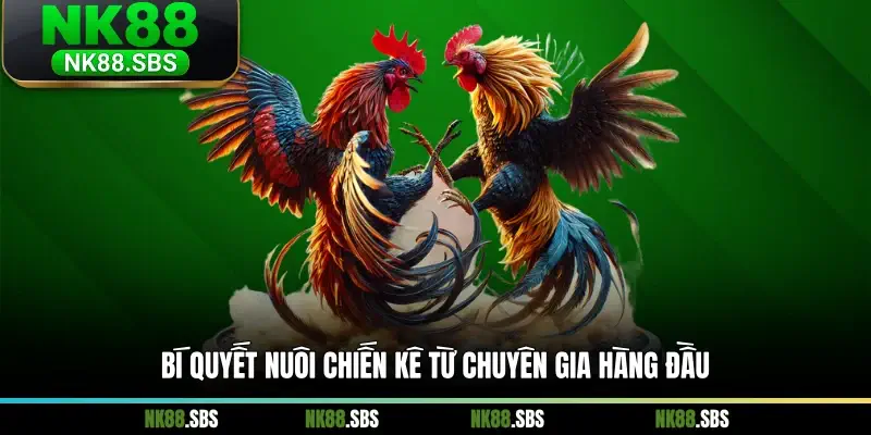 Bí quyết nuôi chiến kê từ chuyên gia hàng đầu