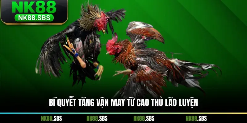 Bí quyết tăng vận may từ cao thủ lão luyện