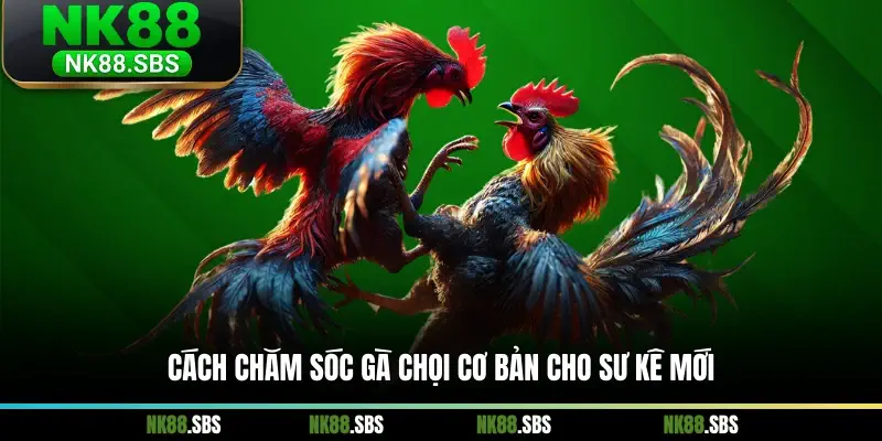 Cách chăm sóc gà chọi cơ bản cho sư kê mới