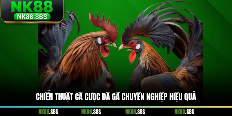 Chiến thuật cá cược đá gà chuyên nghiệp hiệu quả