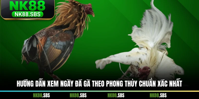 Hướng dẫn xem ngày đá gà theo phong thủy chuẩn xác nhất