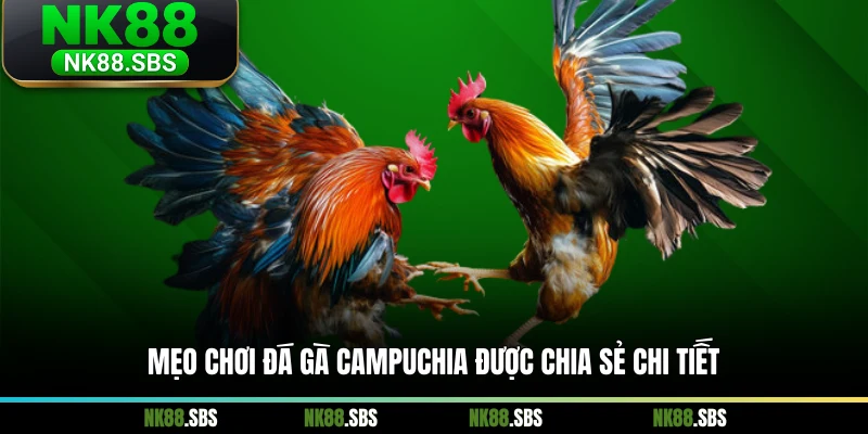 Mẹo chơi đá gà Campuchia được chia sẻ chi tiết