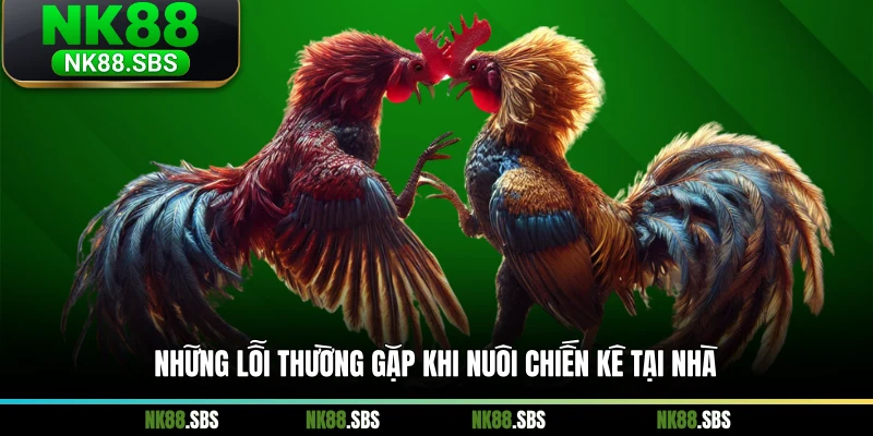 Những lỗi thường gặp khi nuôi chiến kê tại nhà