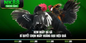 Xem Ngày Đá Gà - Bí Quyết Chọn Ngày Hoàng Đạo Hiệu Quả